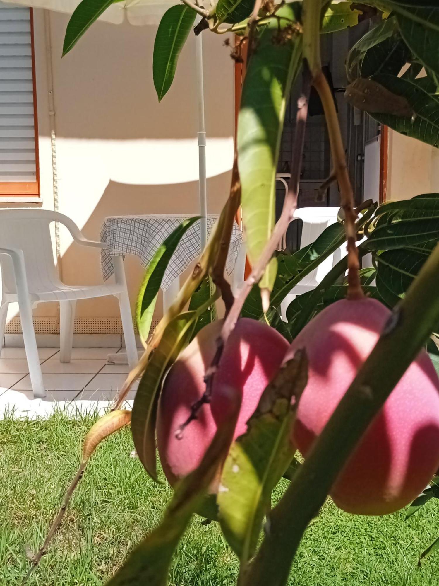 Ilona Apartments Chania Kato Daratso Rum bild