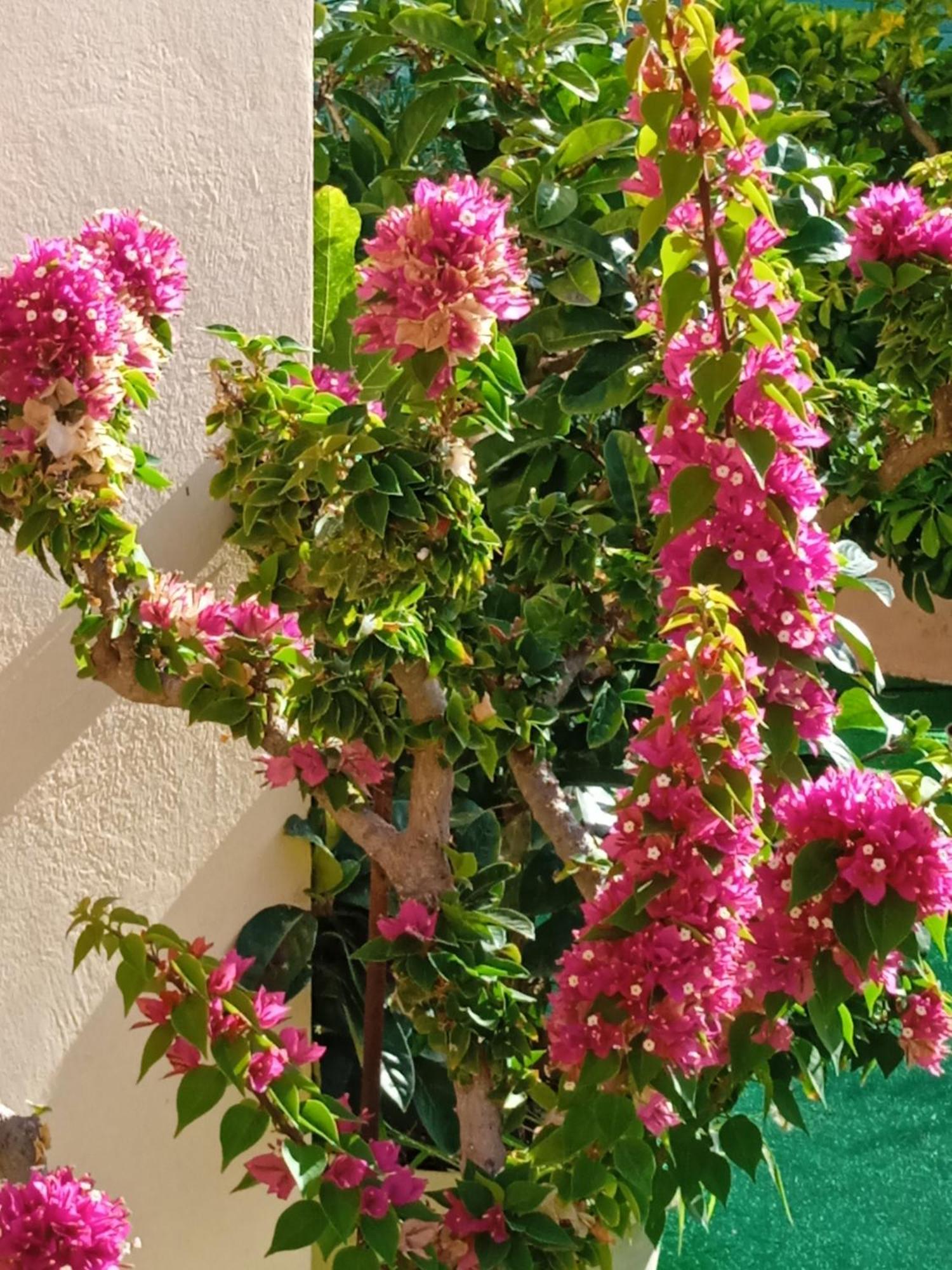 Ilona Apartments Chania Kato Daratso Rum bild